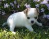 Wei� mit gelber Brand Chihuahua-Welpen.