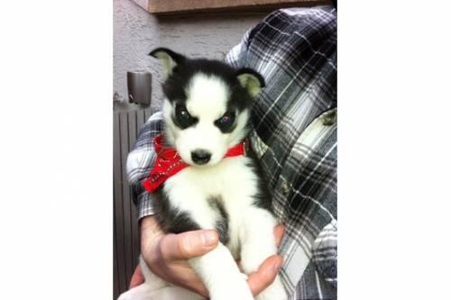 wunderschoene_reinrassige_siberian_husky_2