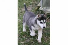 Wundersch�ne reinrassige Siberian Husky