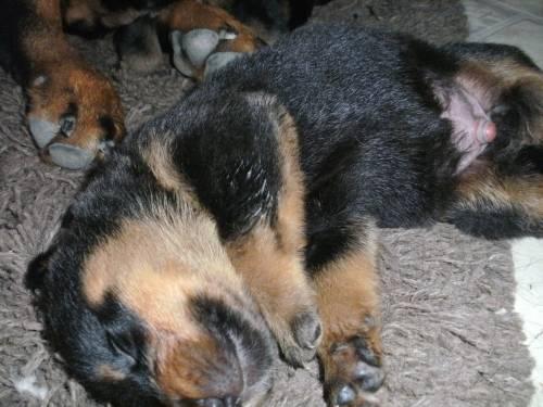 verkaufe_rotti_sehnen_mischling_2