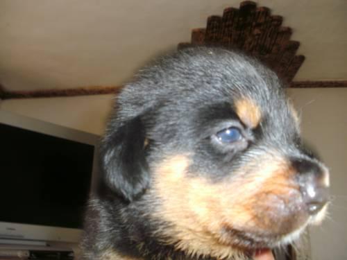 verkaufe_rotti_sehnen_mischling_3