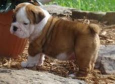 Niedlich English Bulldogge Welpen