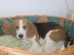 Beagle Welpe