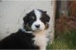 Australian Shepherd Welpen