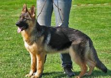 Reinrassiger Sch�ferhund