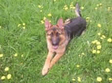 Reinrassiger Sch�ferhund