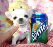 Superkleine Chihuahua und Chihuahua-Mix Welpen