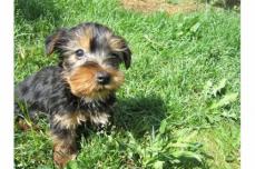 sehr s��e Yorkshire Terrier Welpen