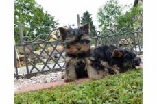 sehr s��e Yorkshire Terrier Welpen