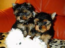 reinrassige Yorkshire Terrier Welpen (kleinbleibend)