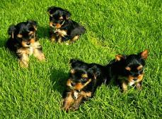 reinrassige Yorkshire Terrier Welpen (kleinbleibend)