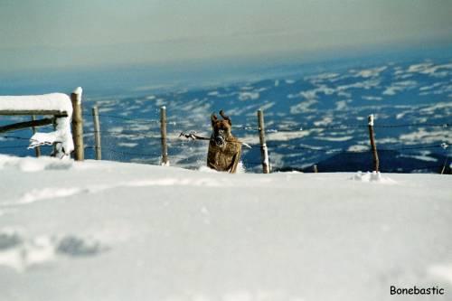 tiertraining_3