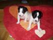 Hundewelpen
