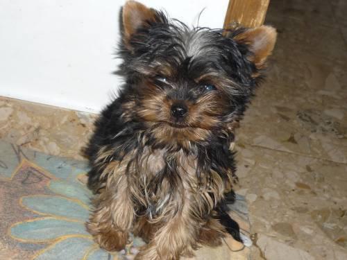 yorkshire_terrier_zum_barbarakreuz_1