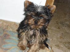 Yorkshire Terrier zum Barbarakreuz