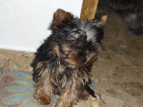 yorkshire_terrier_zum_barbarakreuz_2