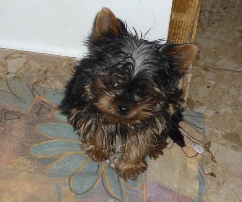 yorkshire_terrier_zum_barbarakreuz_3