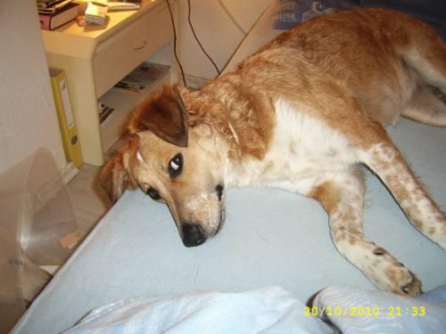 siroko_ein_ca_jaehriger_kuvasz_goldenretrievermix_ruede_2