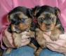 Wundersch�ne Yorkshire Terrier Welpen