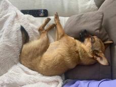 NESSY sucht ihre Familie