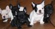 Prachtvolle zuckerhaltigen Franz�sisch Bulldogge !!!