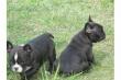 Franz�sische Bulldogge Welpen!