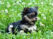 Sehr h�bsche Yorkshire Terrier Welpen .