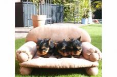 Yorkshire Terrier Welpen 8 Wochen mit Papieren