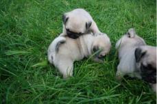 (super s�sse Mops Welpen suchen Liebevolles Zuhause)