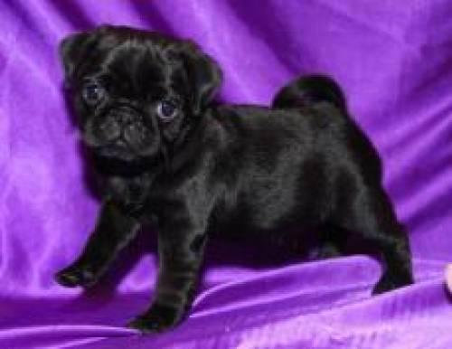 super_suesse_mops_welpen_suchen_liebevolles_zuhause_2