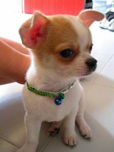 suesser_mini_chihuahua_lh_sucht_neue_familie_1