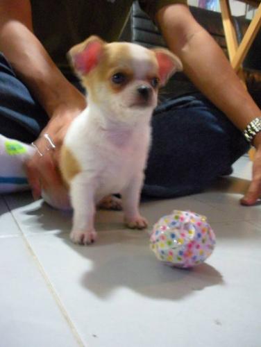 suesser_mini_chihuahua_lh_sucht_neue_familie_2