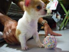 s��er Mini-Chihuahua LH sucht neue Familie