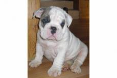 *****S��e English- Bulldogbabys*****