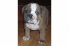 *****S��e English- Bulldogbabys*****
