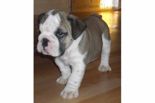 suesse_english_bulldogbabys_3
