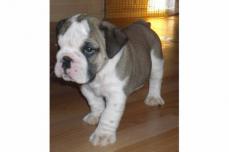 *****S��e English- Bulldogbabys*****