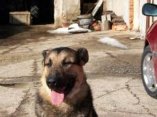 Rudi w�nscht sich ein Zuhause