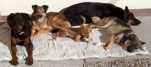 haus_tier_und_hundebetreuung_gassigehservice_bez_1