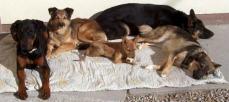 Haus-Tier-und Hundebetreuung-Gassigehservice 3100 St. P�lten