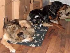 Haus-Tier-und Hundebetreuung-Gassigehservice 3100 St. P�lten
