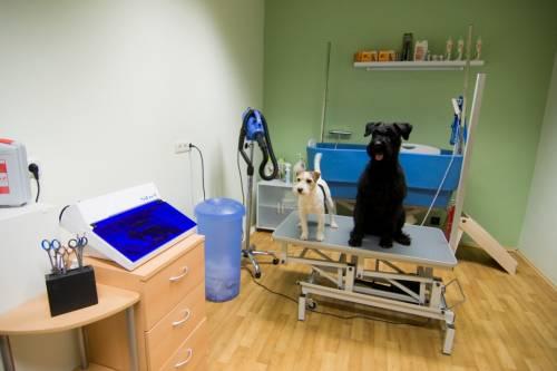 wau_der_hundesalon_2