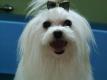 Wau! der Hundesalon