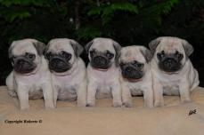 +++supersuesse-100-mops-mix-welpen,-beige-und-schwarz-+++