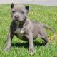 Sehr sch�ne Pit bull blue-line Welpen Elterntiere mit FCI-St