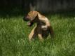 Standard Rhodesian ridgeback puppies for sale