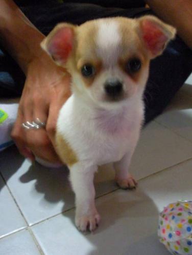 suesse_chihuahua_lh_huendin_mit_ahnentafel_3