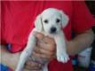 suchen kurzhaarwelpen/spanielpinschermix od �hnl.