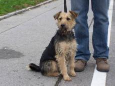 Welsh Terrier Mix H�ndin Hexi, 8 Monate