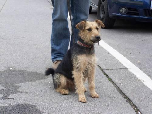 welsh_terrier_mix_huendin_hexi_monate_2